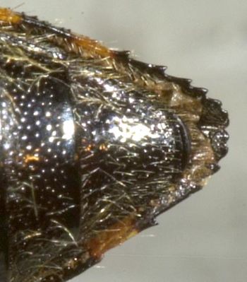 Media type: image;   Entomology 8023 Aspect: anal sclerite